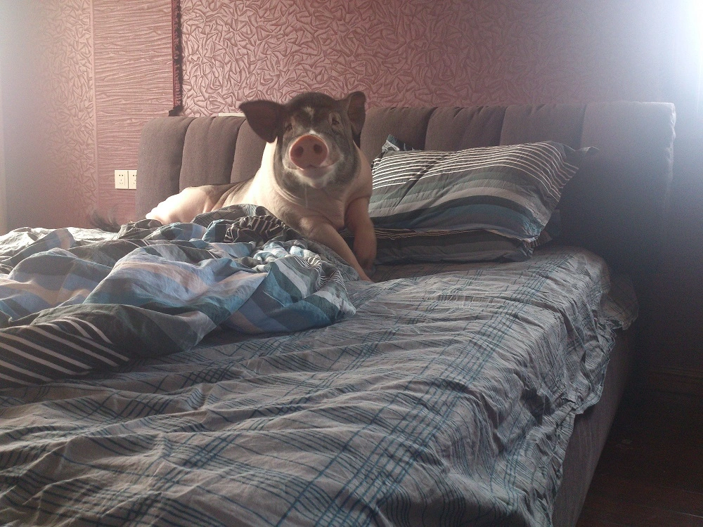 loulou.webp